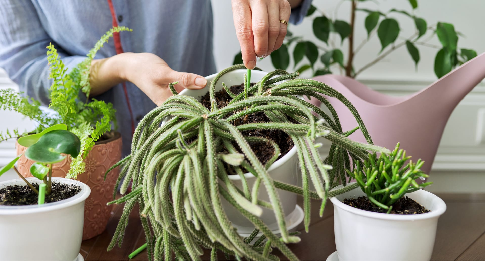 Which Plant Food is Best for your Indoor Plants Green Thumb Goddess