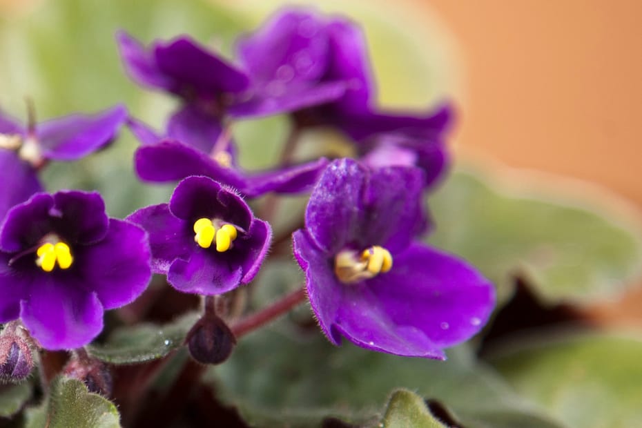 African Violets thriving in bright, indirect light. Beautiful purple indoor plants.